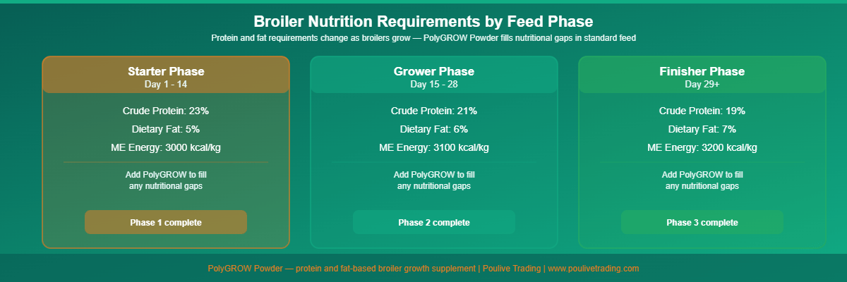 Protein and fat drive broiler growth science infographic