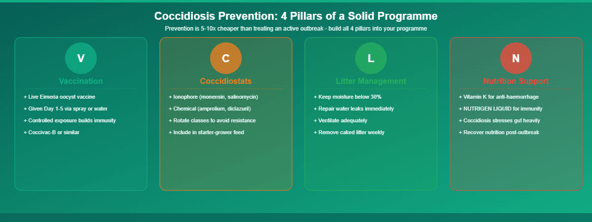 Coccidiosis prevention strategies in poultry infographic