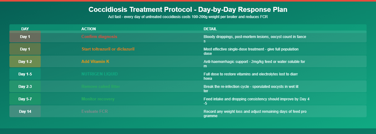 Treatment of acute coccidiosis outbreaks infographic