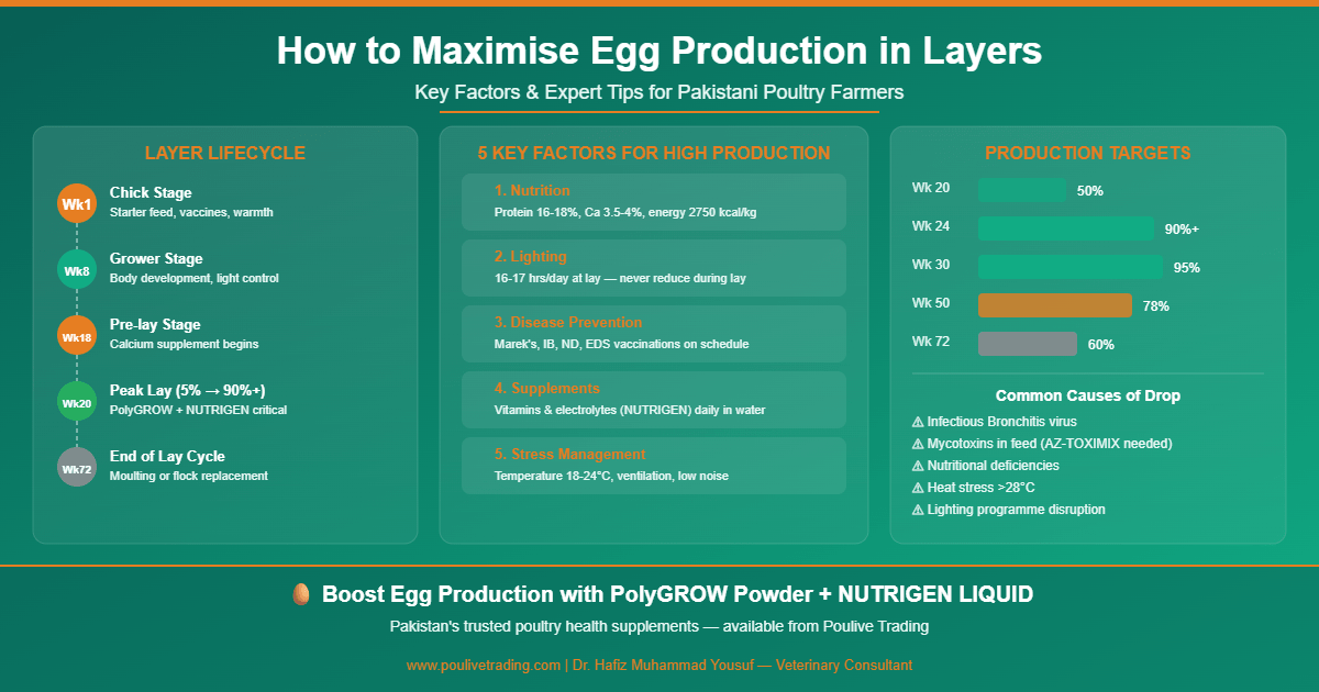 Read more about the article How to Increase Egg Production in Layers: Expert Tips for Pakistani Poultry Farmers