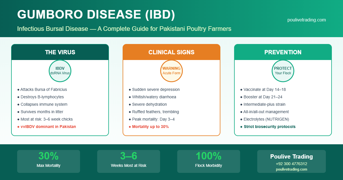 Read more about the article Complete Guide to Gumboro Disease in Poultry: Symptoms, Prevention & Treatment in Pakistan