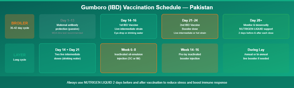 Gumboro vaccination programme Pakistan infographic