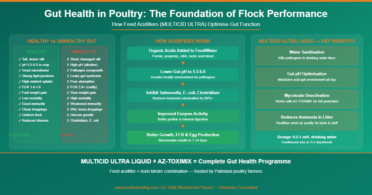 Infographic comparing healthy vs unhealthy gut in poultry, how feed acidifiers work, and benefits of MULTICID ULTRA LIQUID