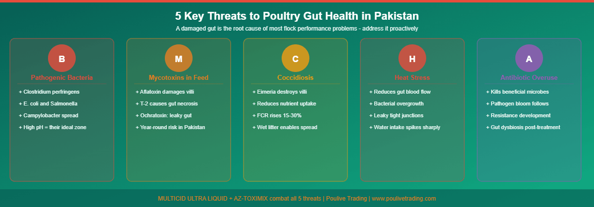 Key threats to poultry gut health infographic