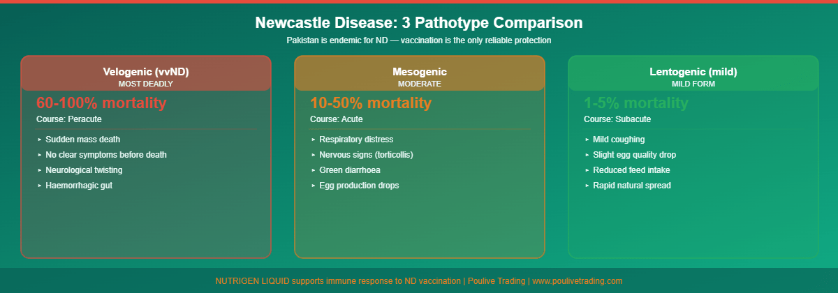 Clinical signs of Newcastle disease by pathotype infographic