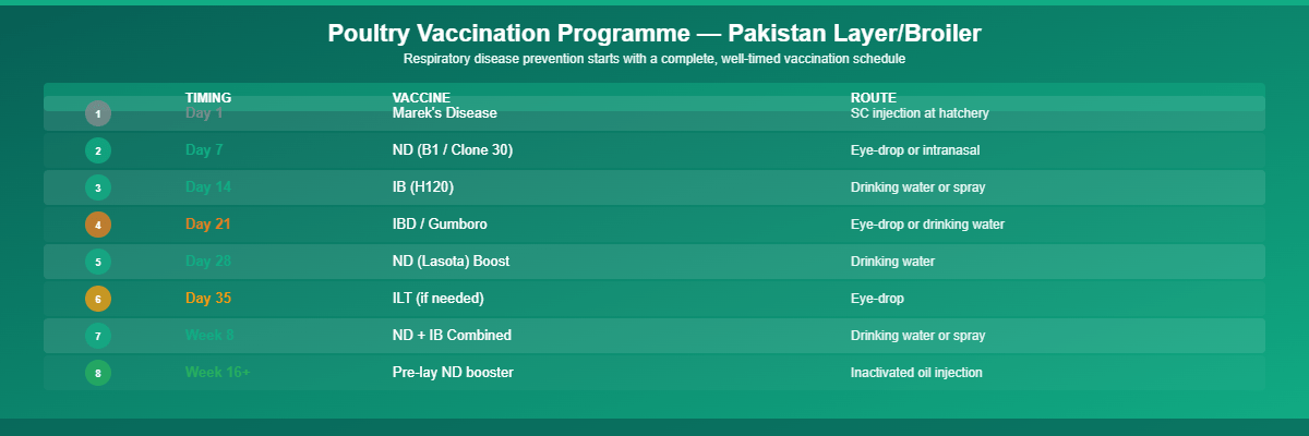 Poultry respiratory disease vaccination programme infographic