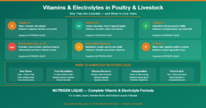 Read more about the article Why Vitamins and Electrolytes Are Essential for Poultry and Livestock Health in Pakistan