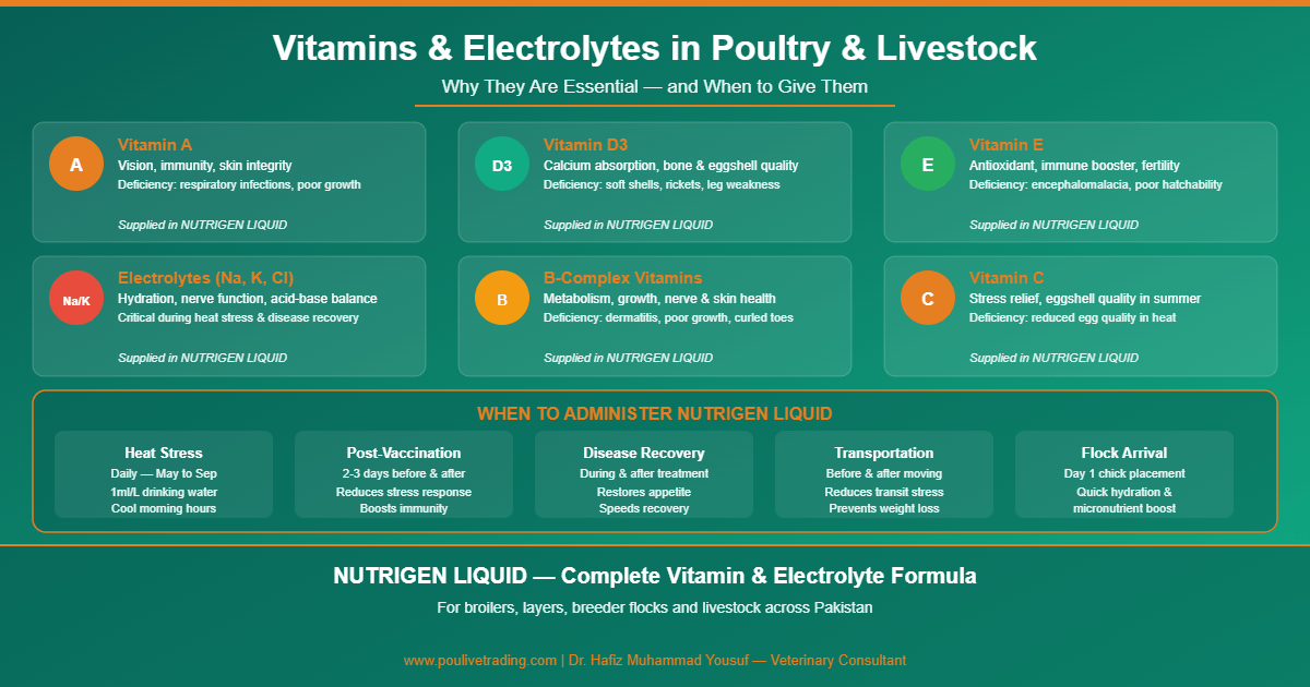 Read more about the article Why Vitamins and Electrolytes Are Essential for Poultry and Livestock Health in Pakistan